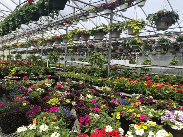Greenhouse View 6